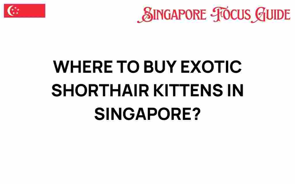 where-to-buy-exotic-shorthair-kittens-singapore