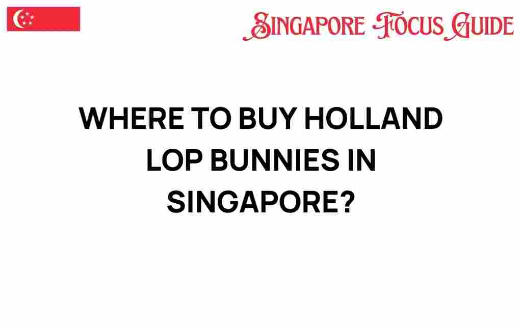 buy-holland-lop-bunnies-singapore